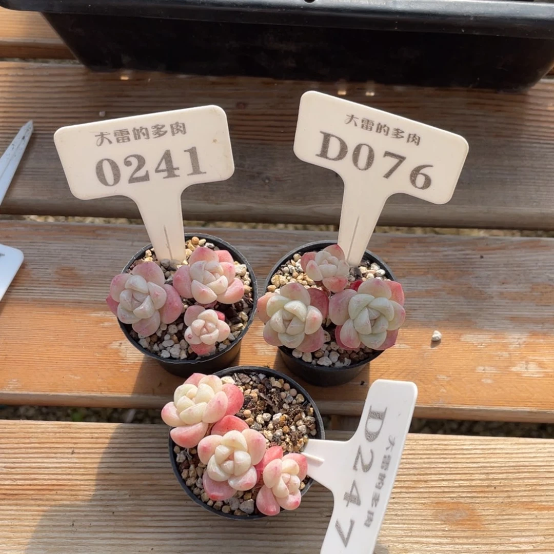 住****妞0241076247 三盆冰玉