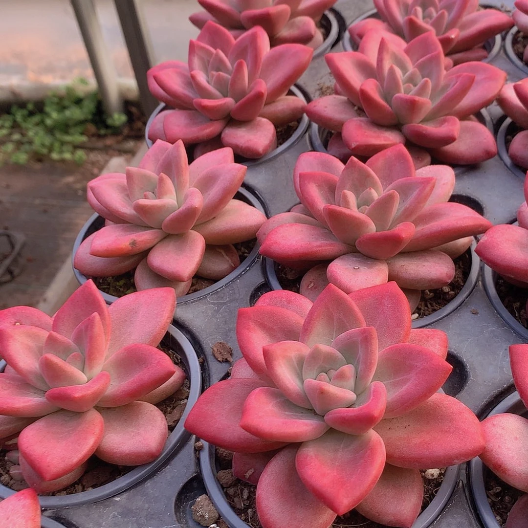 单头赫菲斯托3566788999000