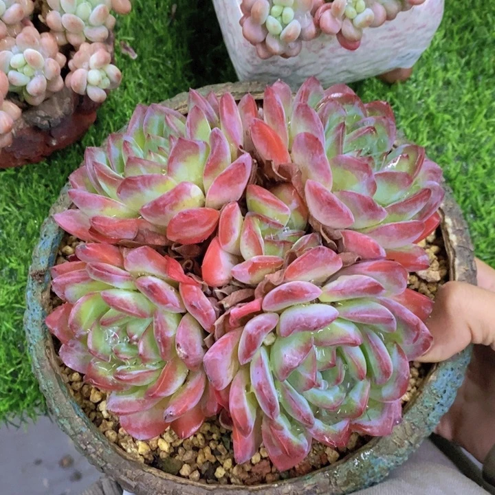 雪夜 一物一拍。