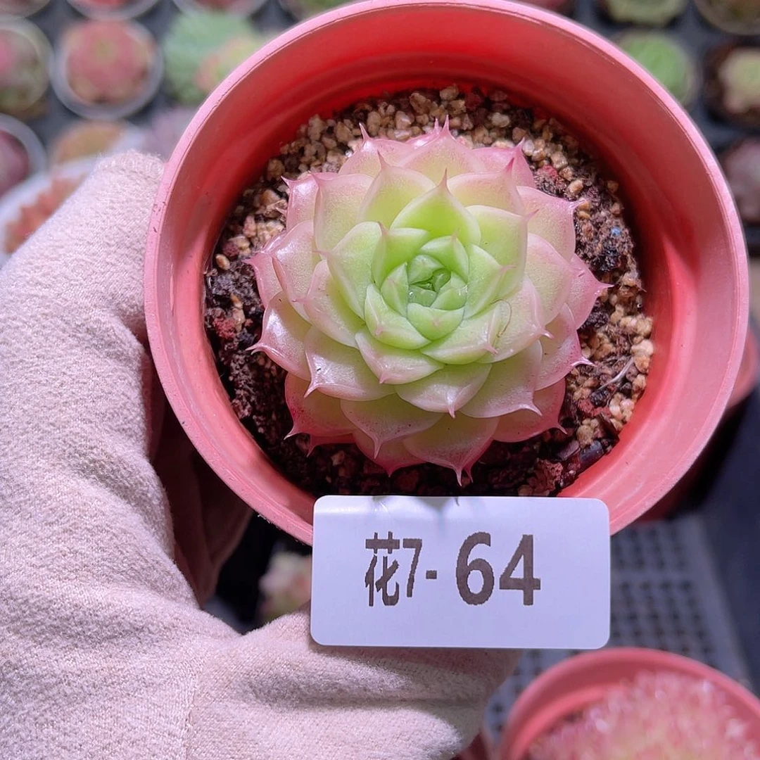 花利美7-64麦秆单头