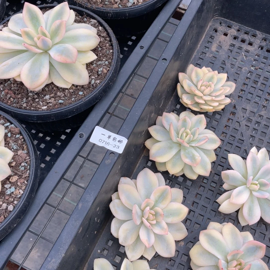 言0716-23-打包17颗。。。。。。寄养