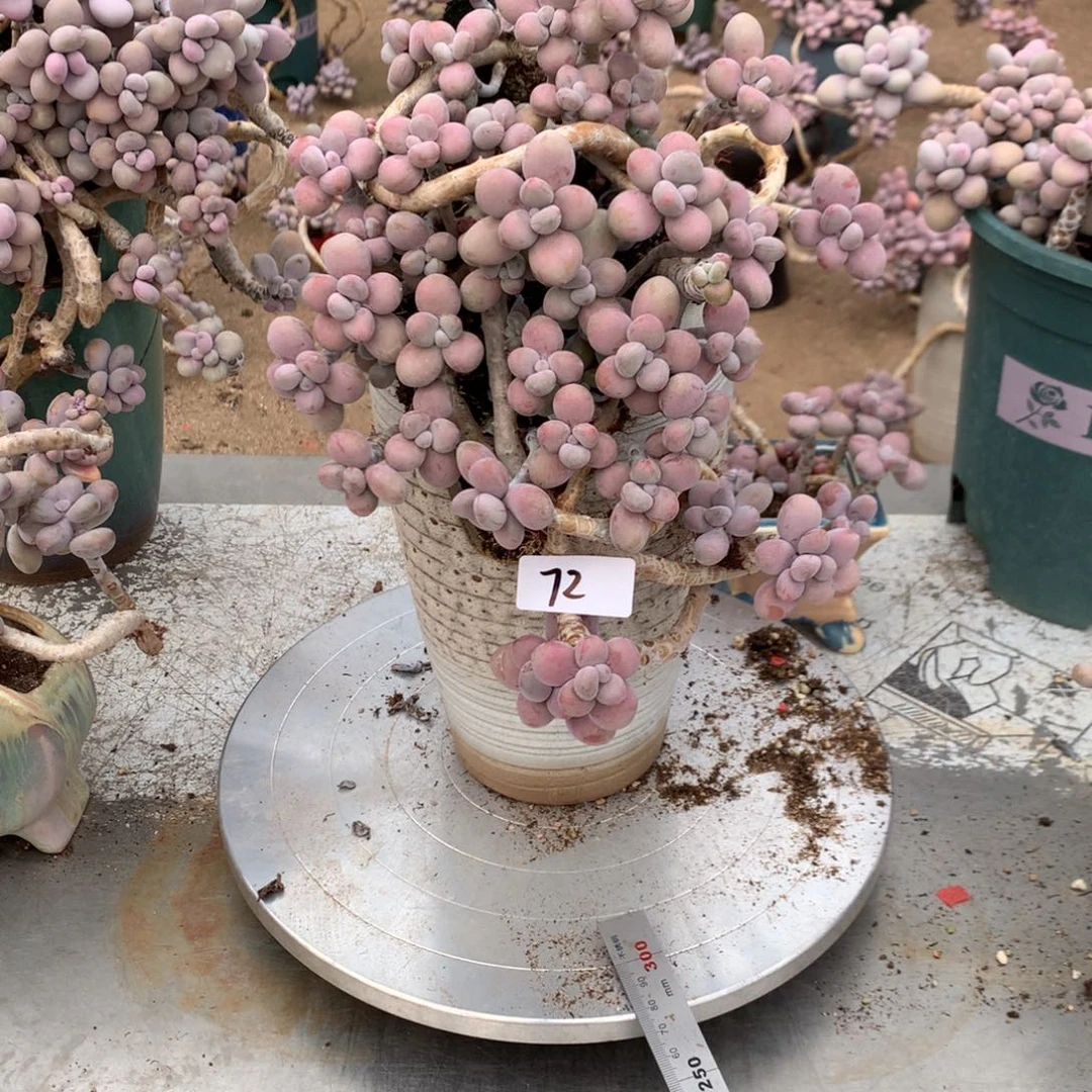 静***思桃蛋有砍福利7号不带盆