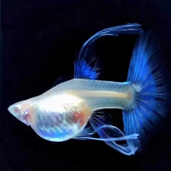 天空蓝蓝白绣球孔雀鱼（入缸不赔）