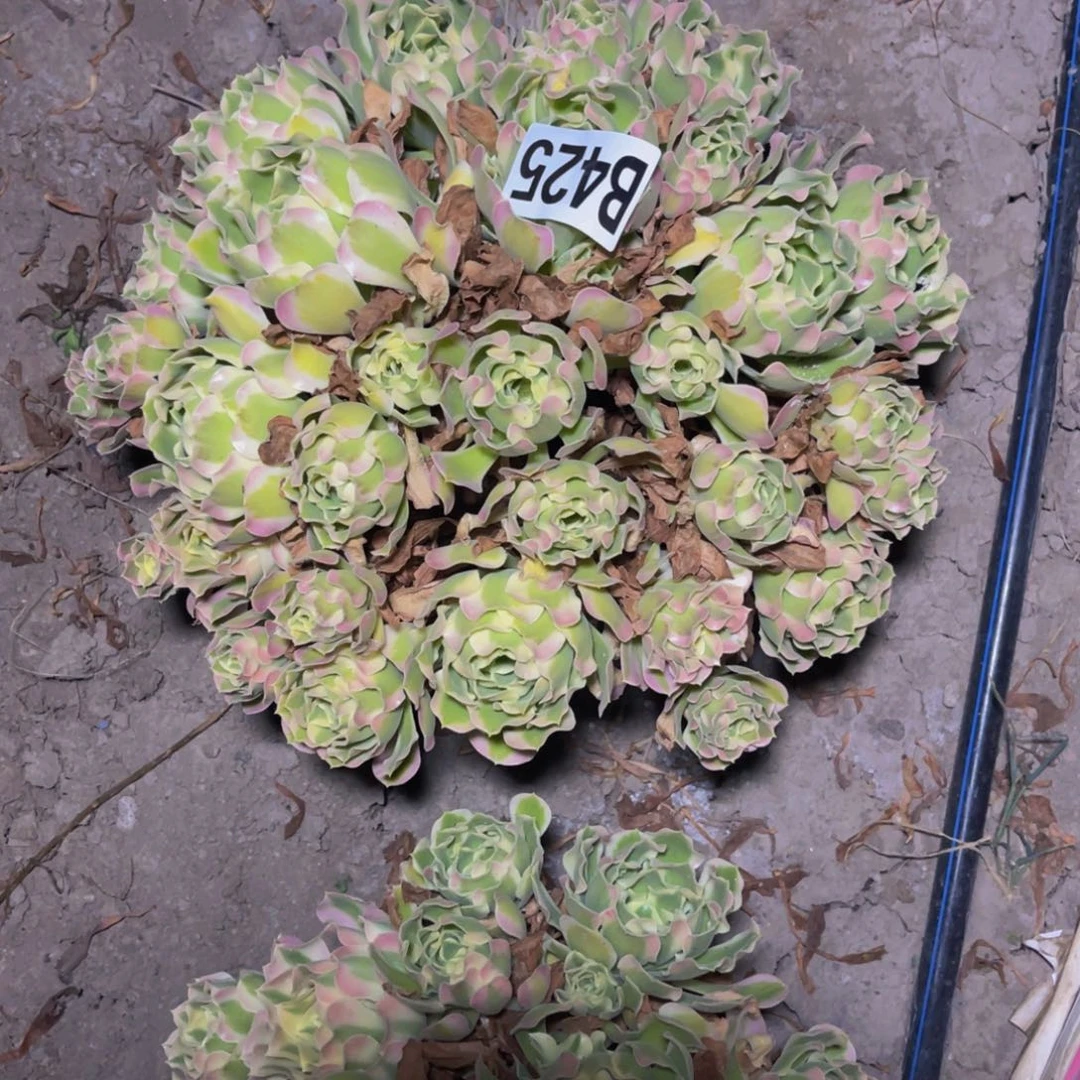 白凤法师15///51包邮