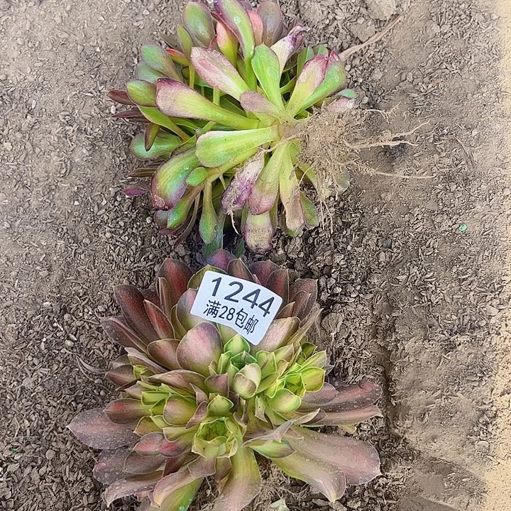 .*霞组合多肉植物法师1244