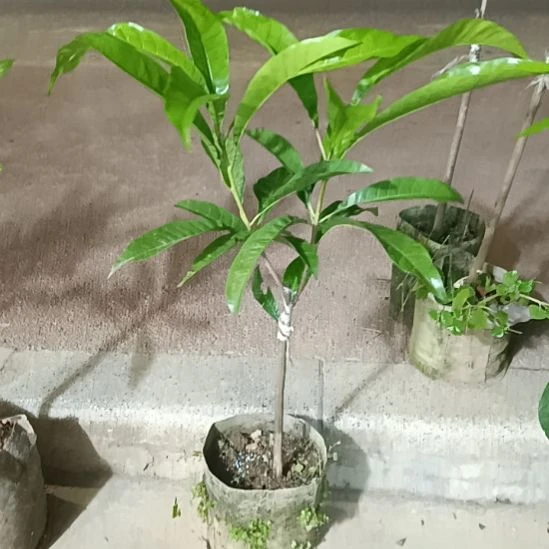螺丝果一物一拍原盆原土发货