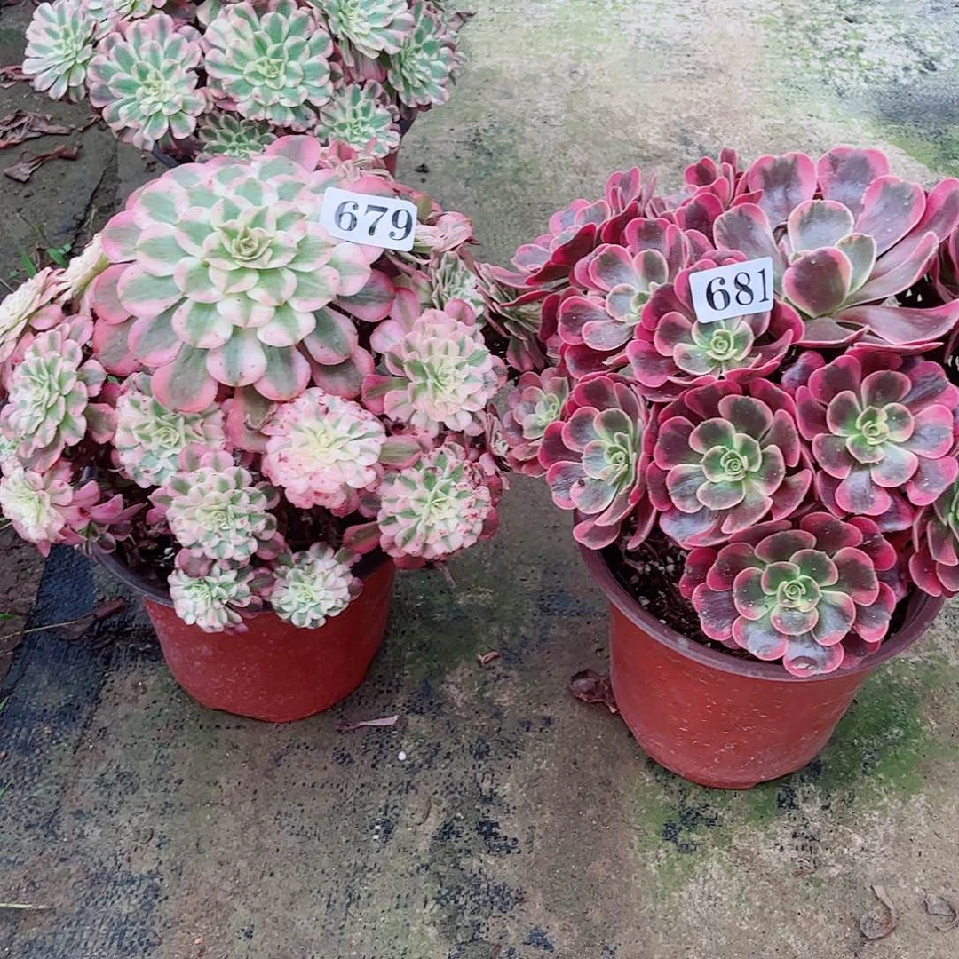 无花朵用****3多肉植物组合6792颗