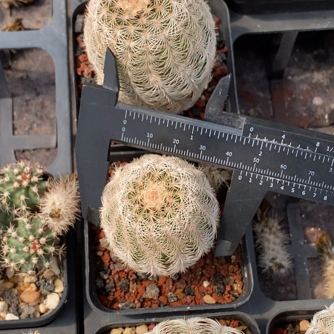 圣诞虾实生脱盆一颗