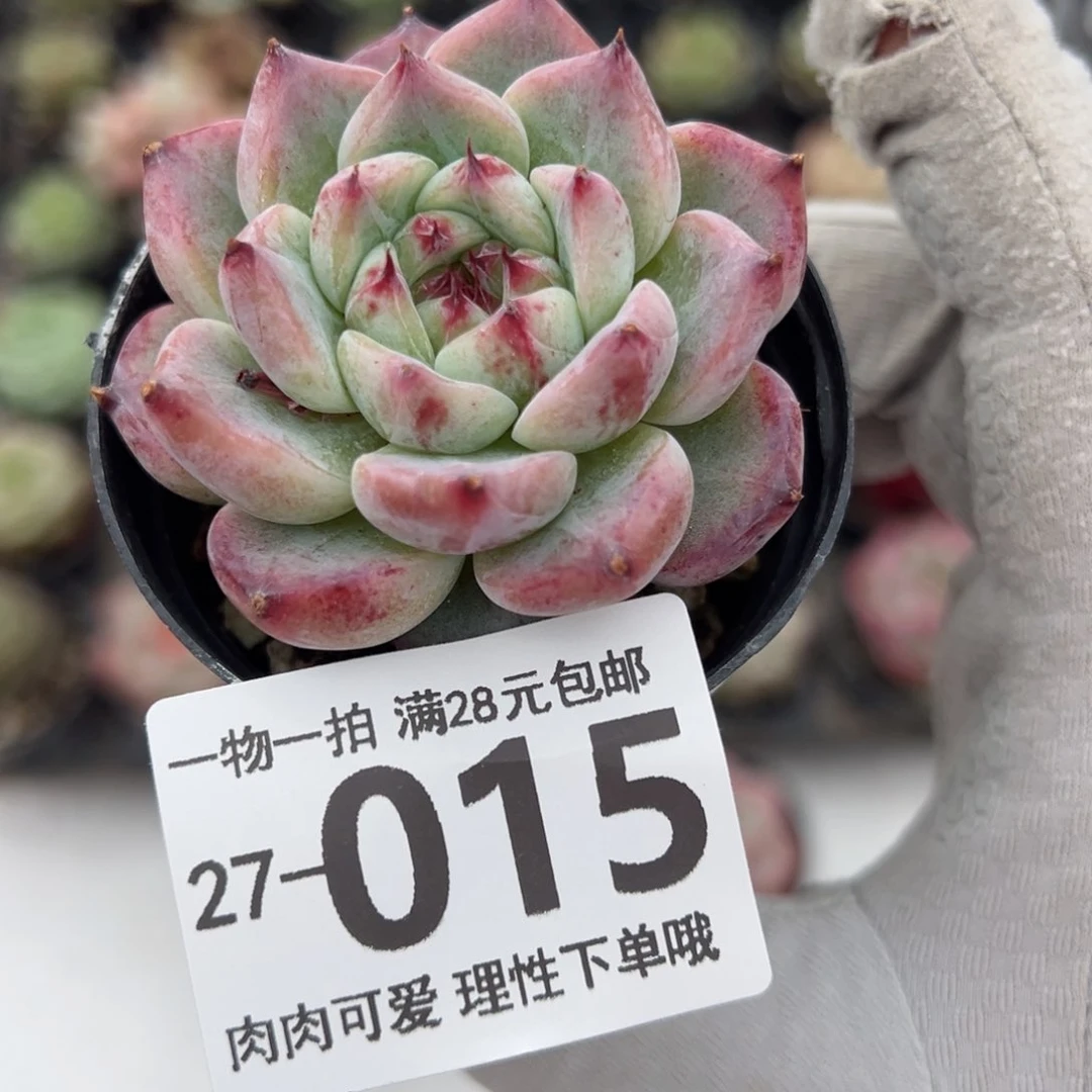 优选糖心多肉多肉多肉多肉