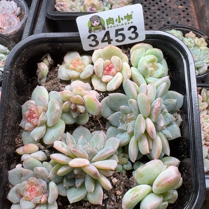 多肉植物多肉植物
