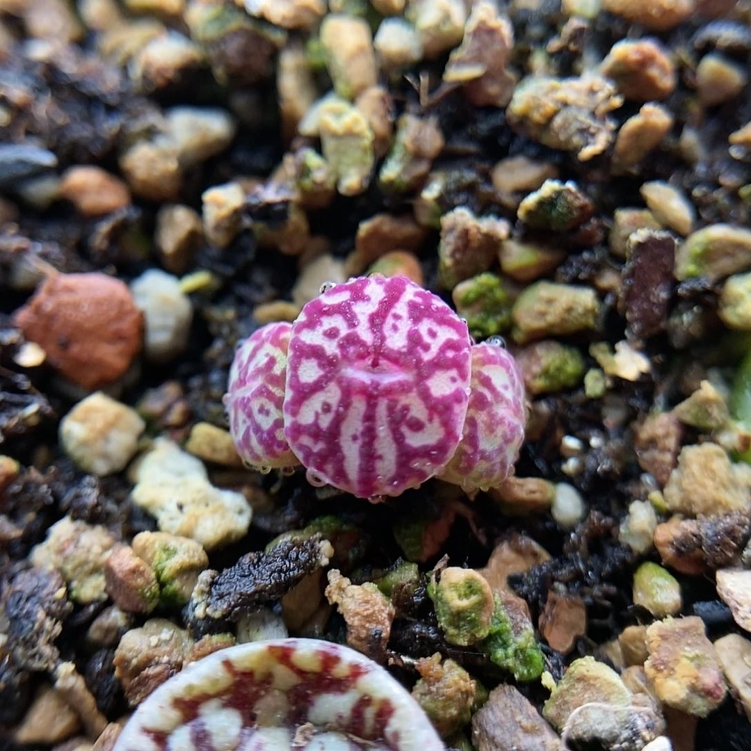 八重墨一颗两年三头包邮