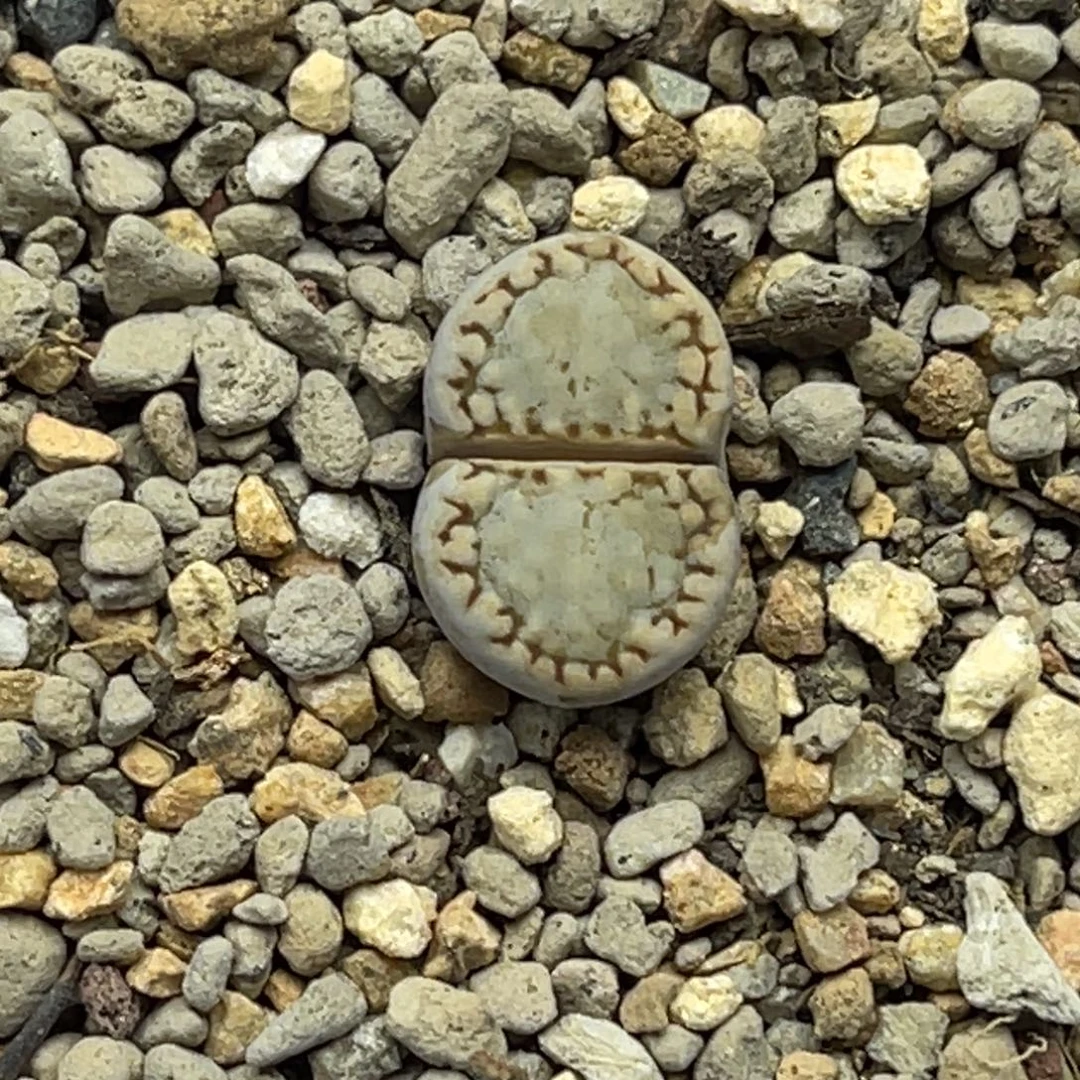 6546糖霜饼干1尺寸1.6