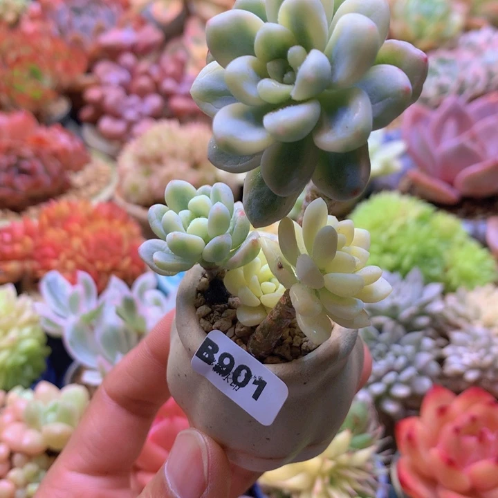 一物一拍含盆土满38包邮B901