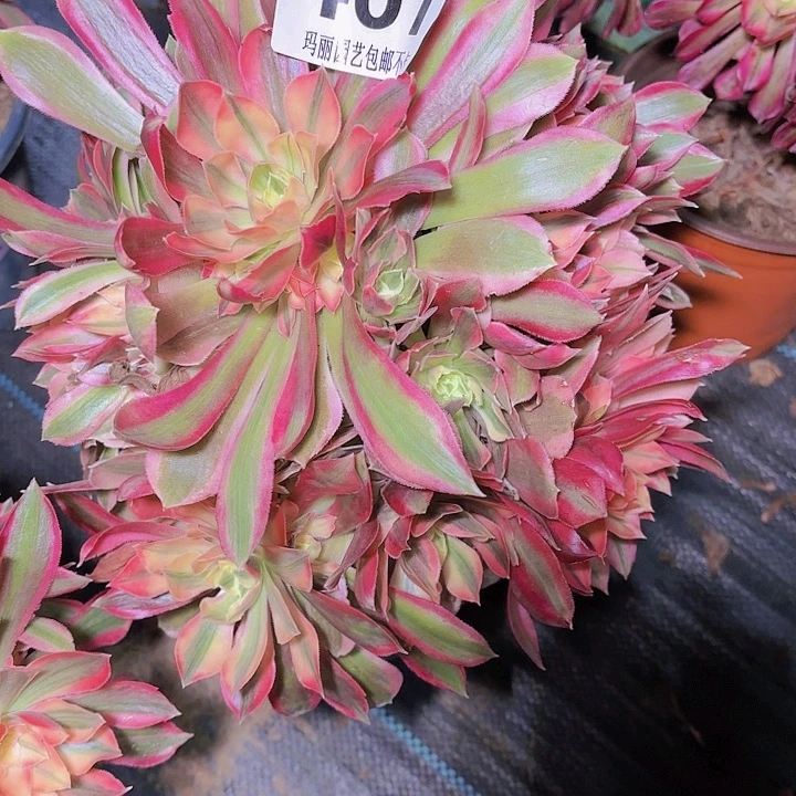 【闪购商品】微*467女神花2-6