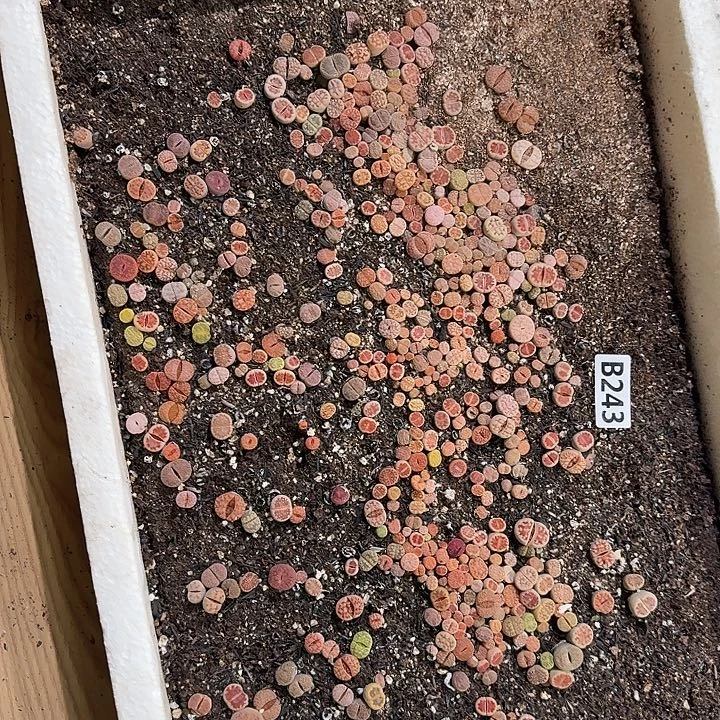 生243石花整框脱土发货不售后