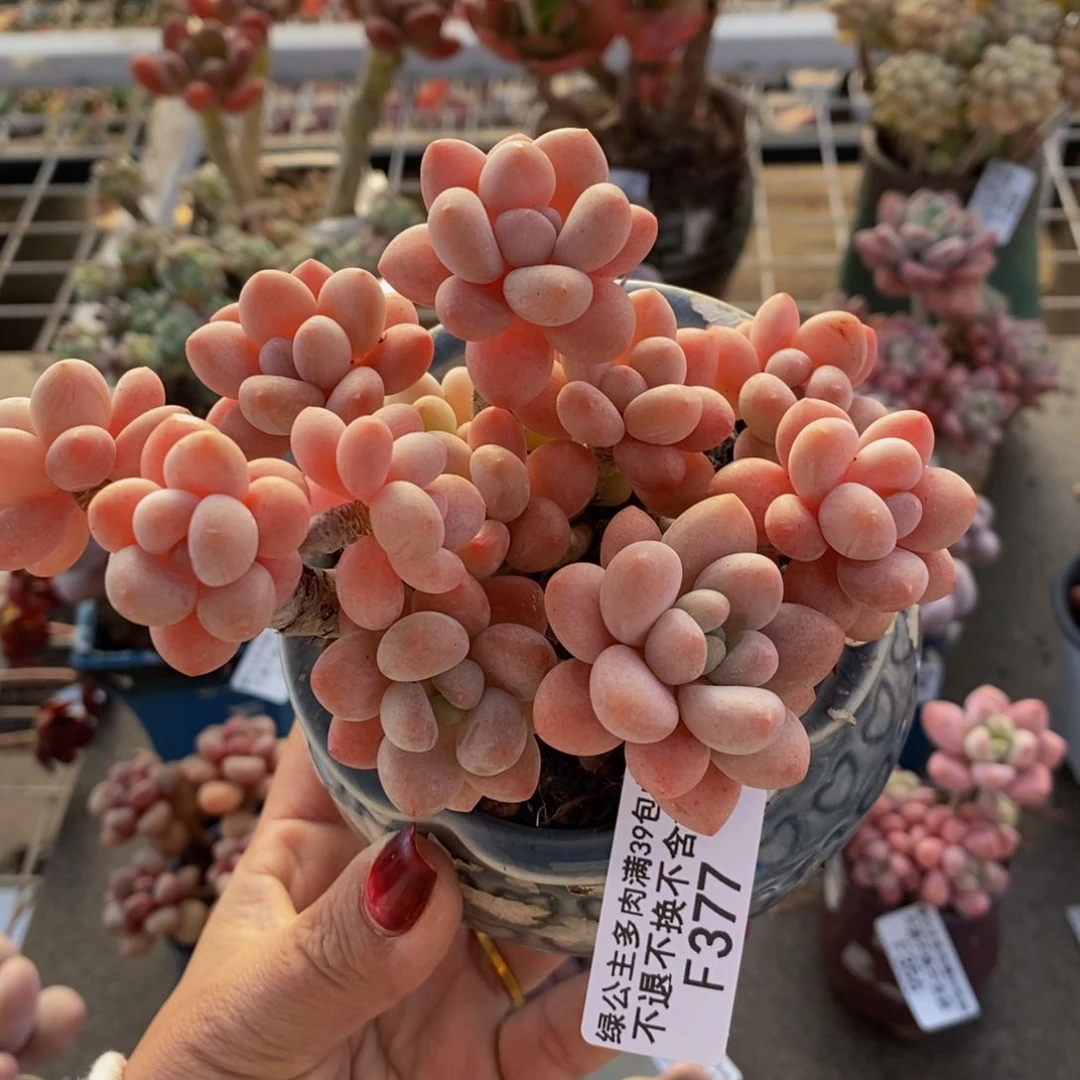 鱼子酱377/10cm多肉