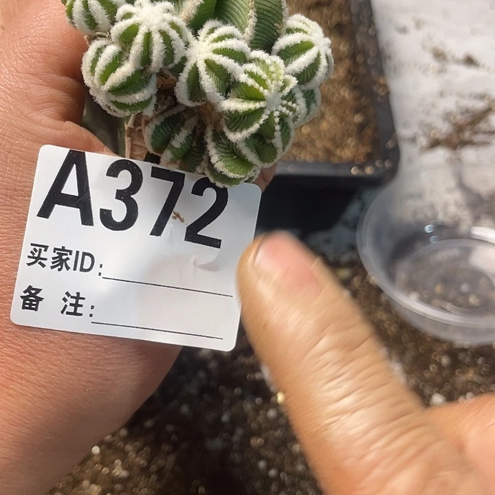 完全开放372花龙一个群