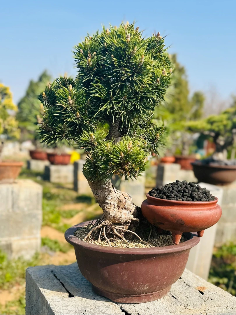 盆景绿植花卉通用缓释颗粒时效植料花土新型家庭养花专用草炭颗粒