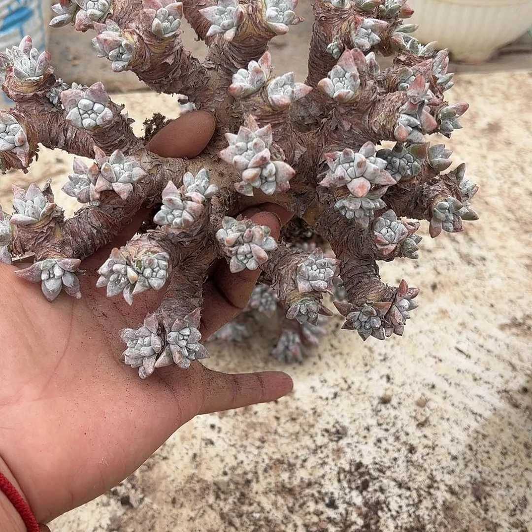 榴***莲小鹿多肉一物一拍榴莲