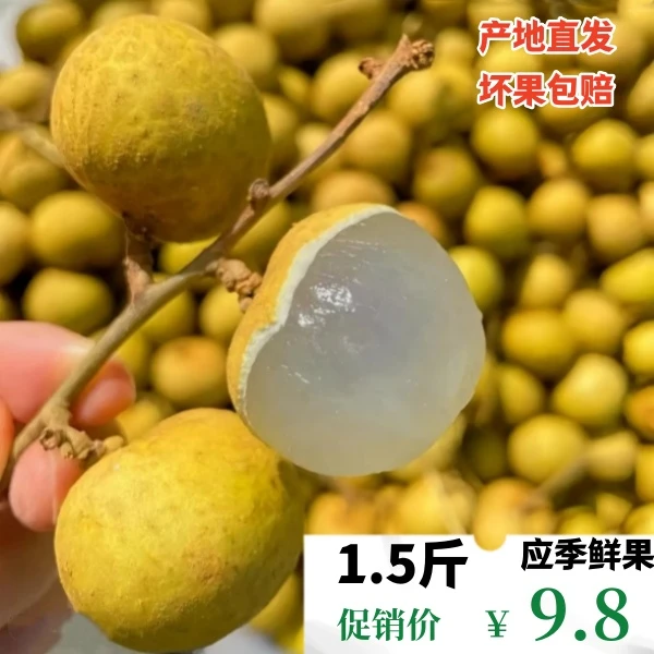 【坏果包赔】清甜酥甜多汁广东龙眼水新鲜果现摘现发鲜果桂圆荔枝干