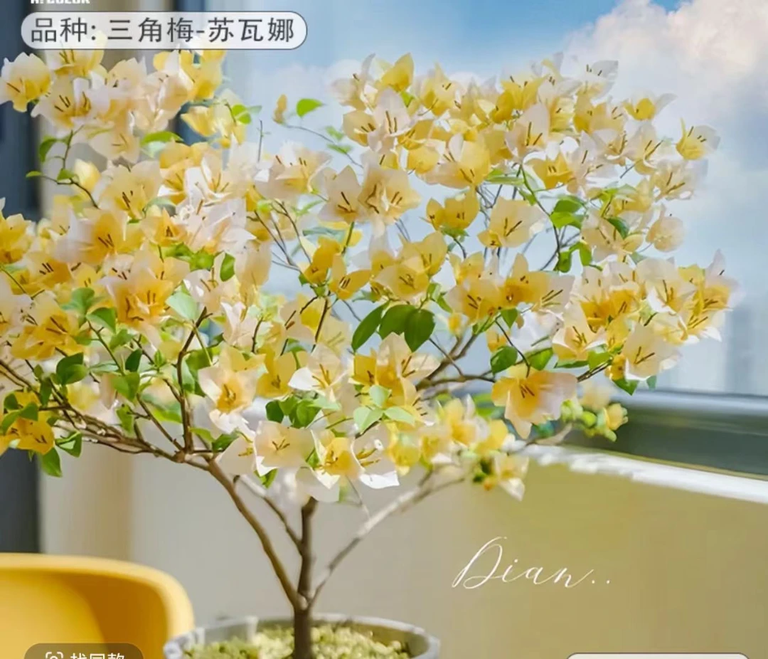 【苏瓦娜】三角梅运输中落花落叶属正常情况介意慎拍拍下默认接受