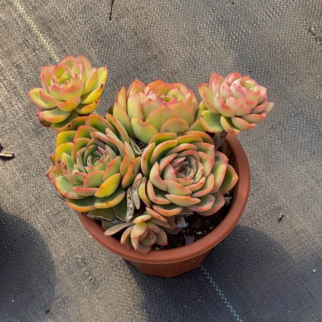 ～***～48包邮一物一拍多肉