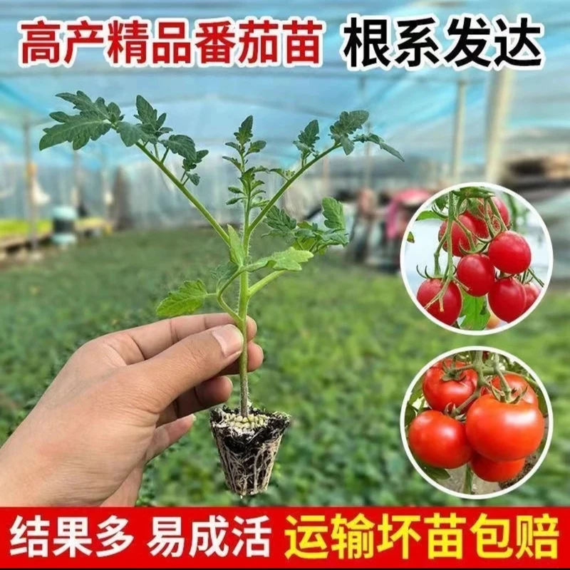 高产穴盘番茄苗圣女果苗樱桃番茄苗西红柿秧苗盆栽地载四季种植
