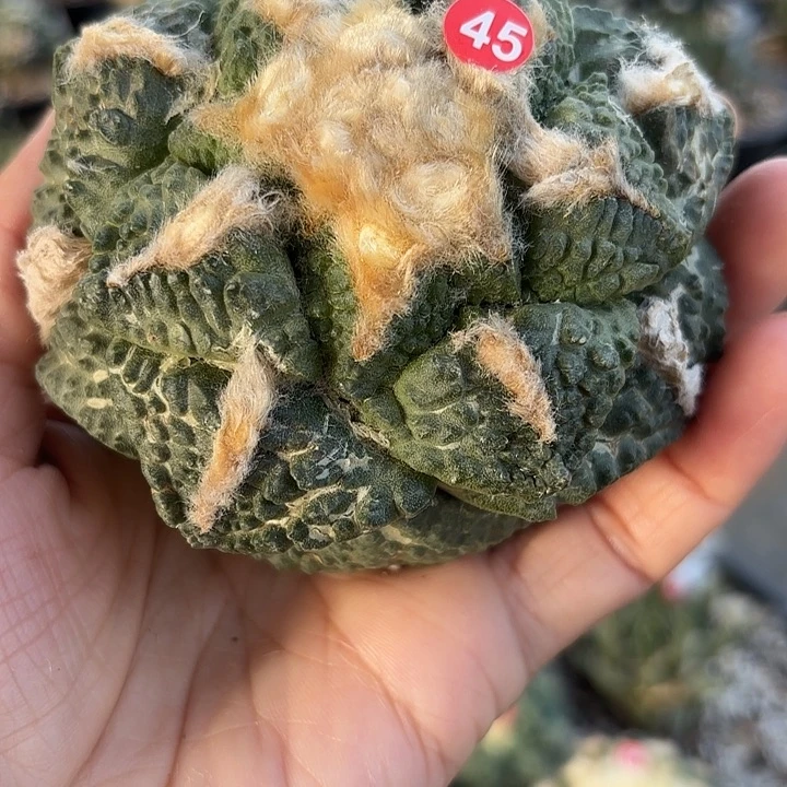 苗接落地仙人球45