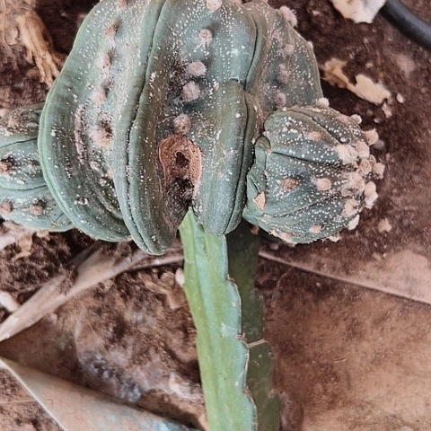 107瑕疵仙人球处理的