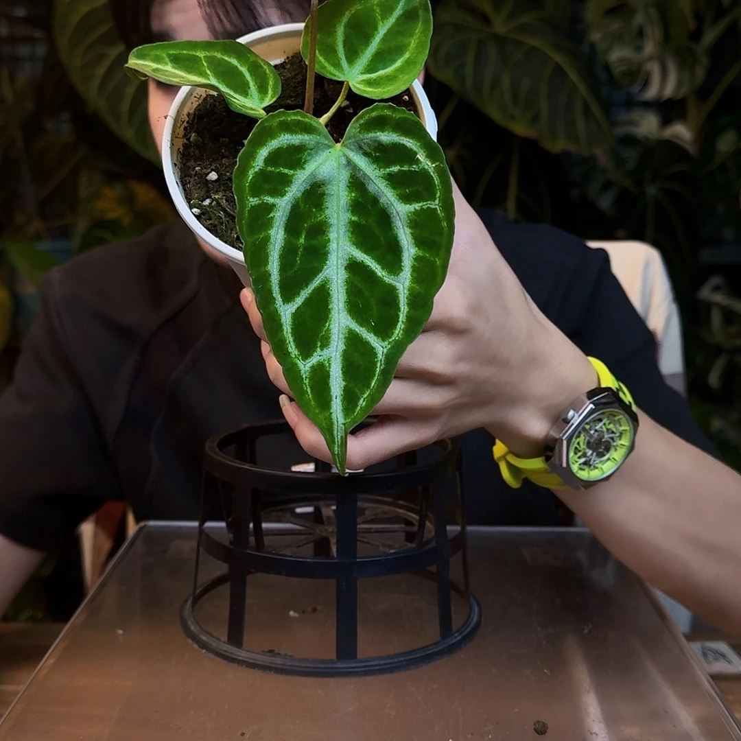 完全开放V122银色闪光杂银虎