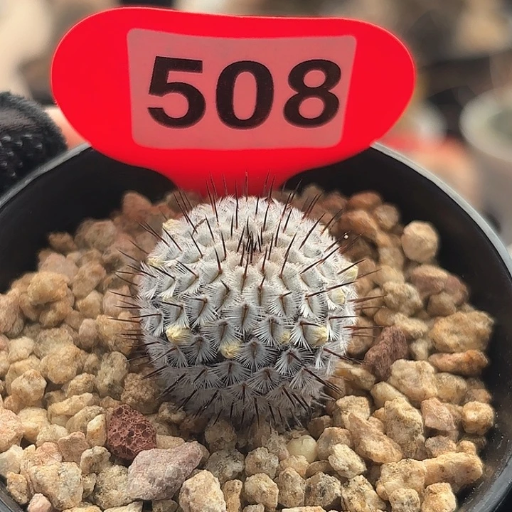 仙人球实生直刺佩雷