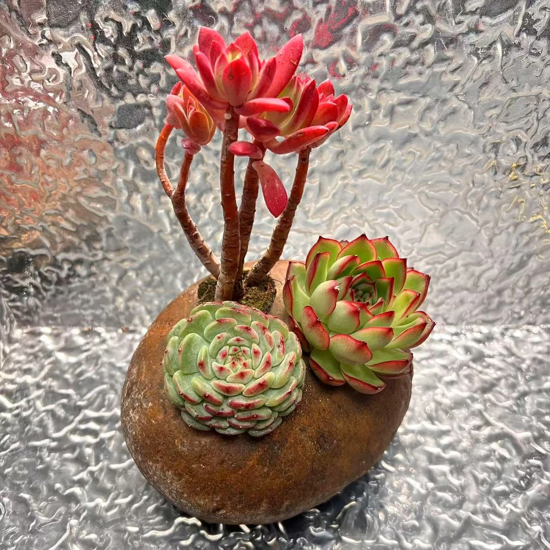 【直播专享】无土多肉--石上生花鹅卵石造型石套装