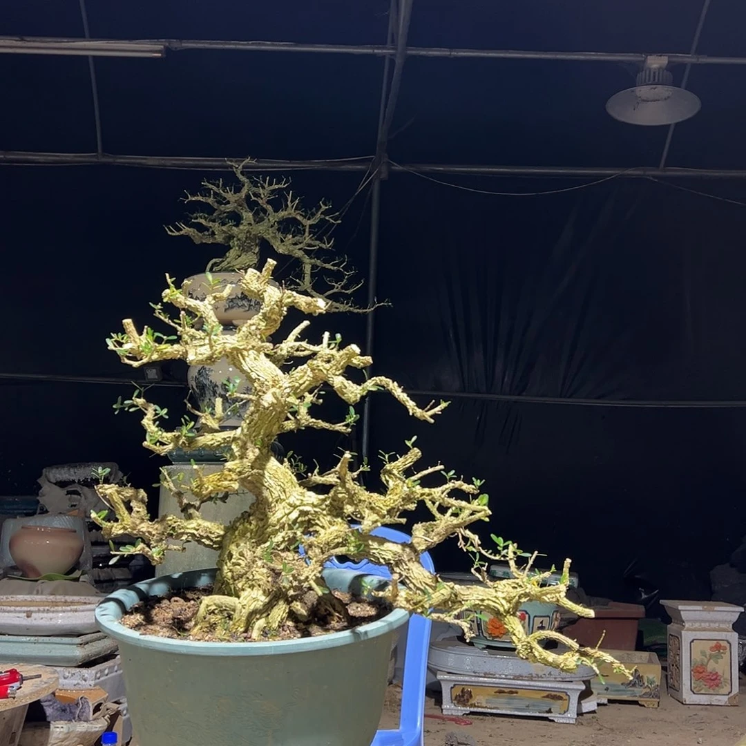 无花朵广东雀舌黄杨盆景