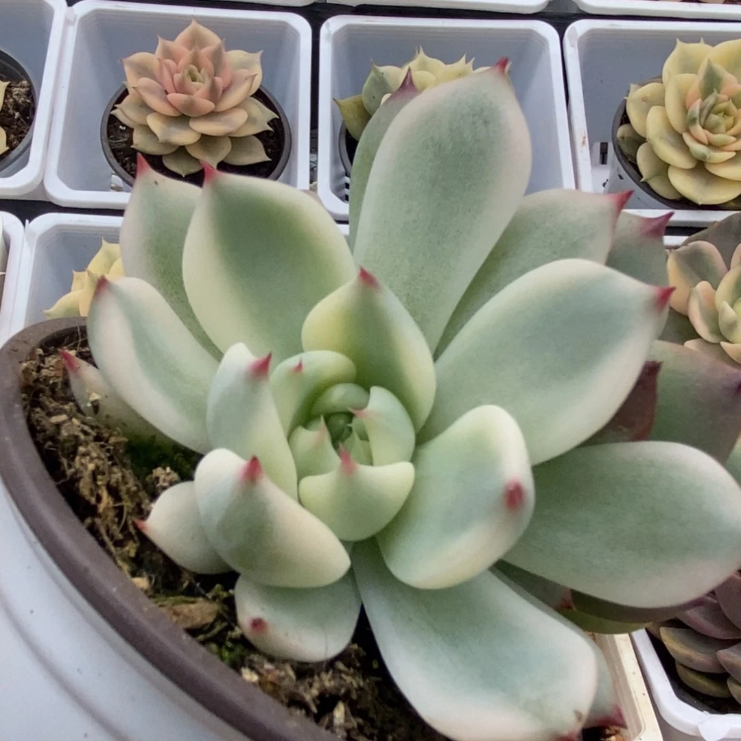588锦锦锦锦锦锦锦锦