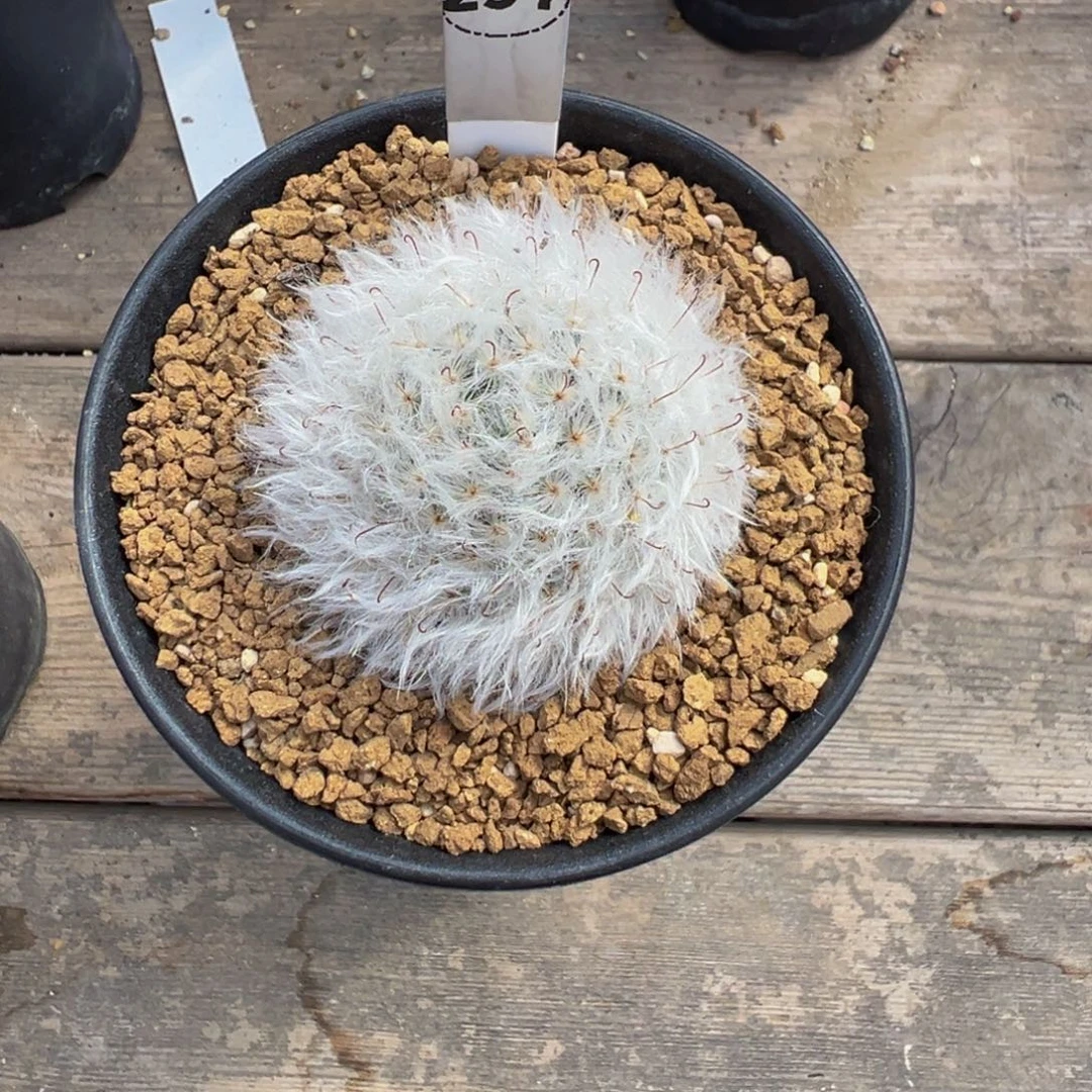 Y***定实生根297白云高砂多肉植物