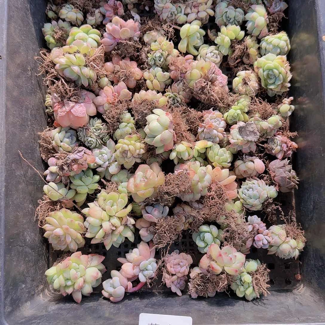 直播一物一拍多肉30