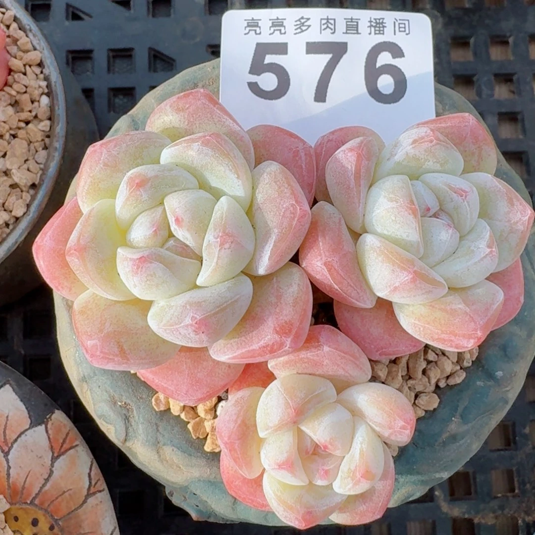 冰玉           精美多肉