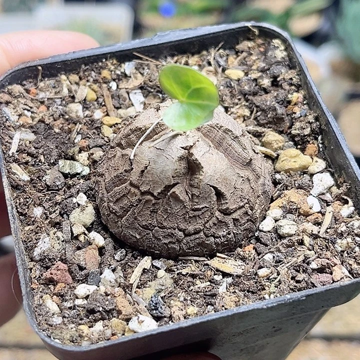 南非龟甲龙实生球一颗