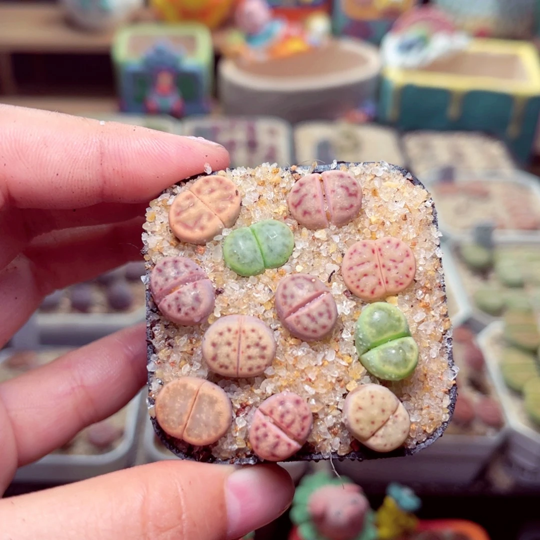 179号带盆包邮发货