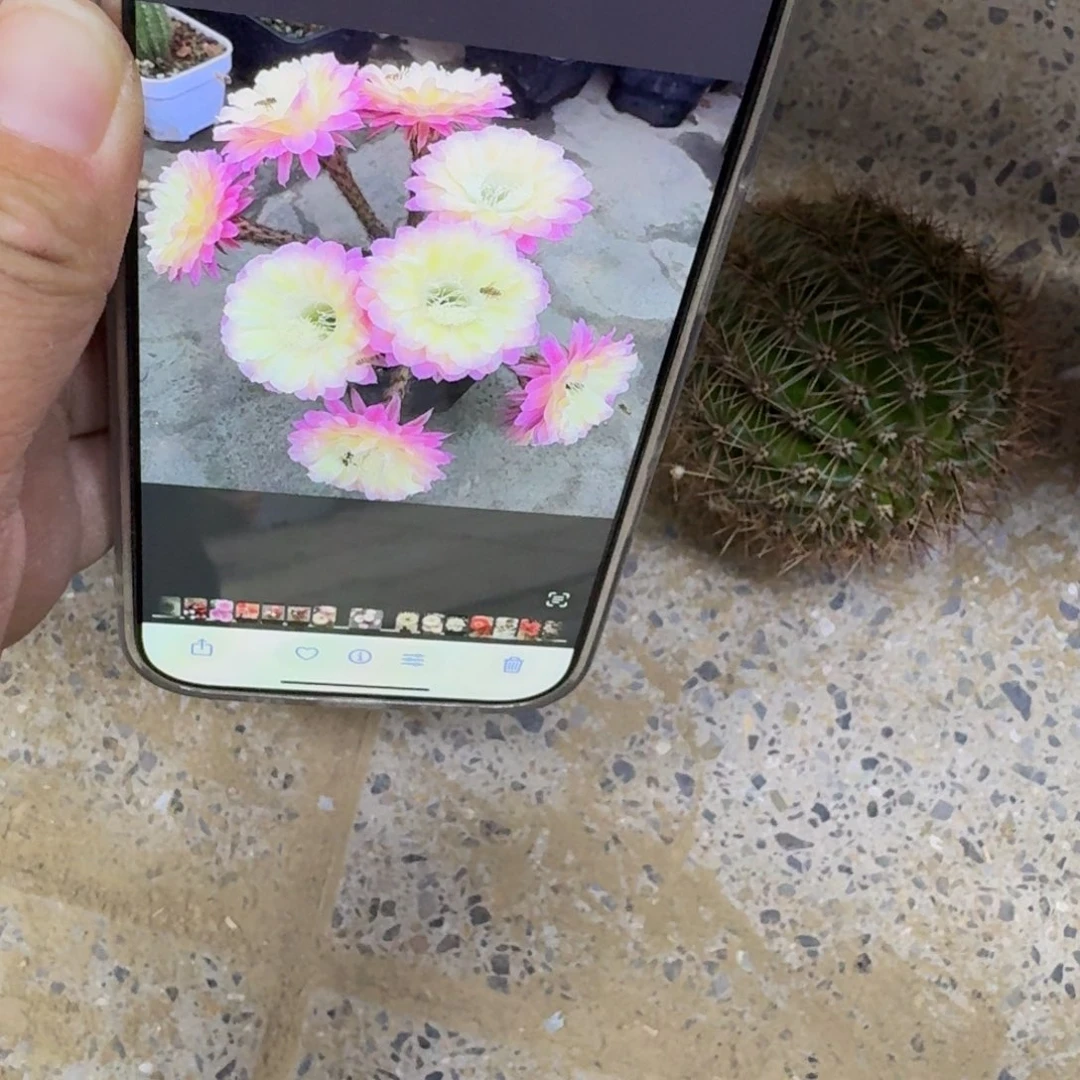 456彩草马乙歪无根侧牙4公分左右，20包邮