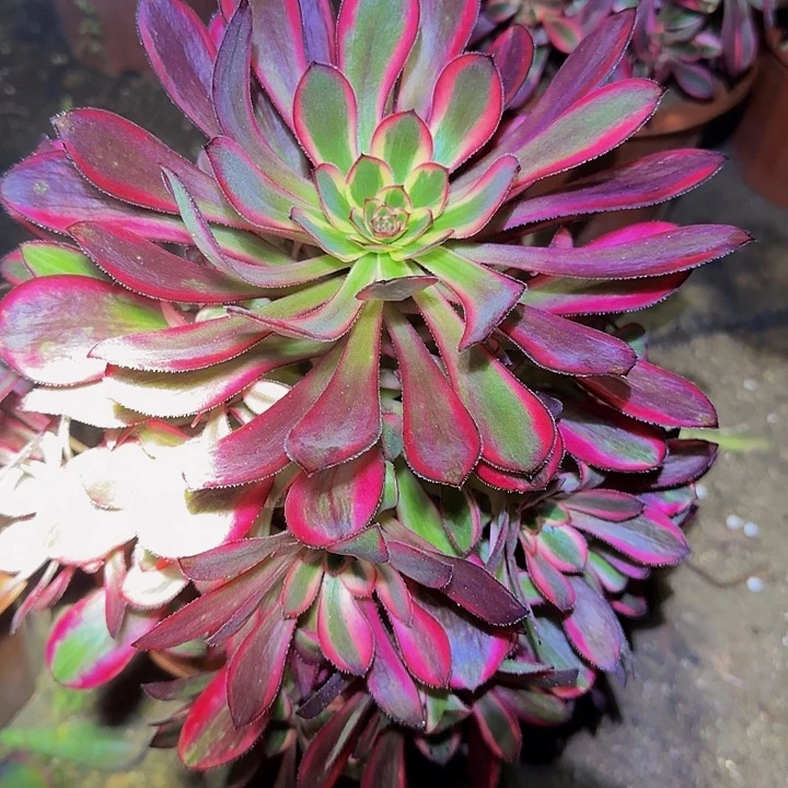 香奈儿捧花亏本福利