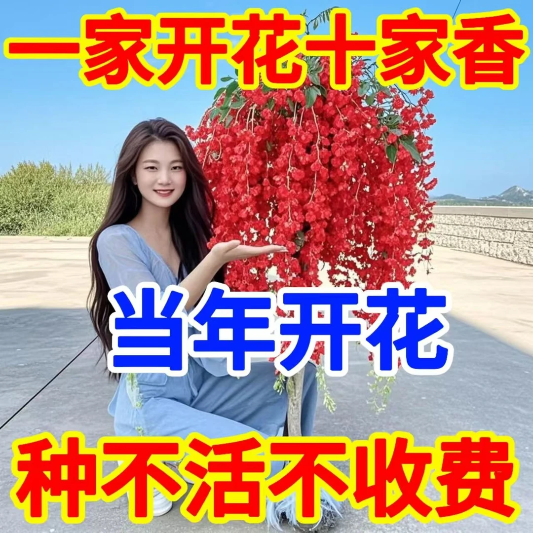 新品【包成活】紫藤花树苗紫藤花盆栽地栽阳台庭院当年种植当年开花