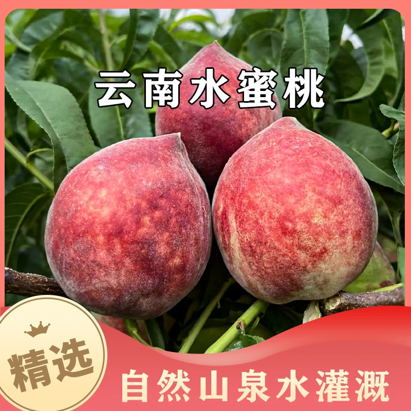 云南高原桃子脆甜多汁礼盒装产摘水蜜桃新鲜水果地直发现香甜爆汁