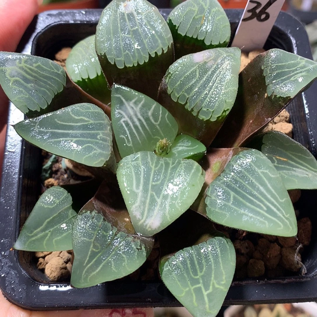 36号克一物一拍8888