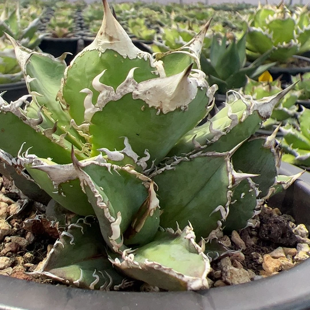 巨齿鲨龙舌兰仁王冠