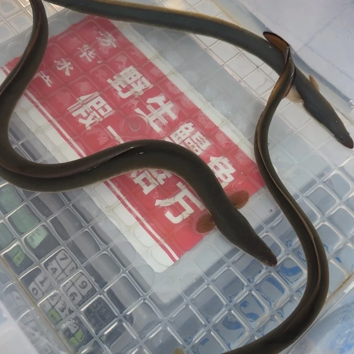 野生鳗鱼三四两一条、一斤重、