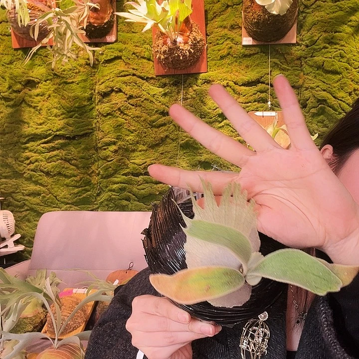 不开花植物野银孢子苗