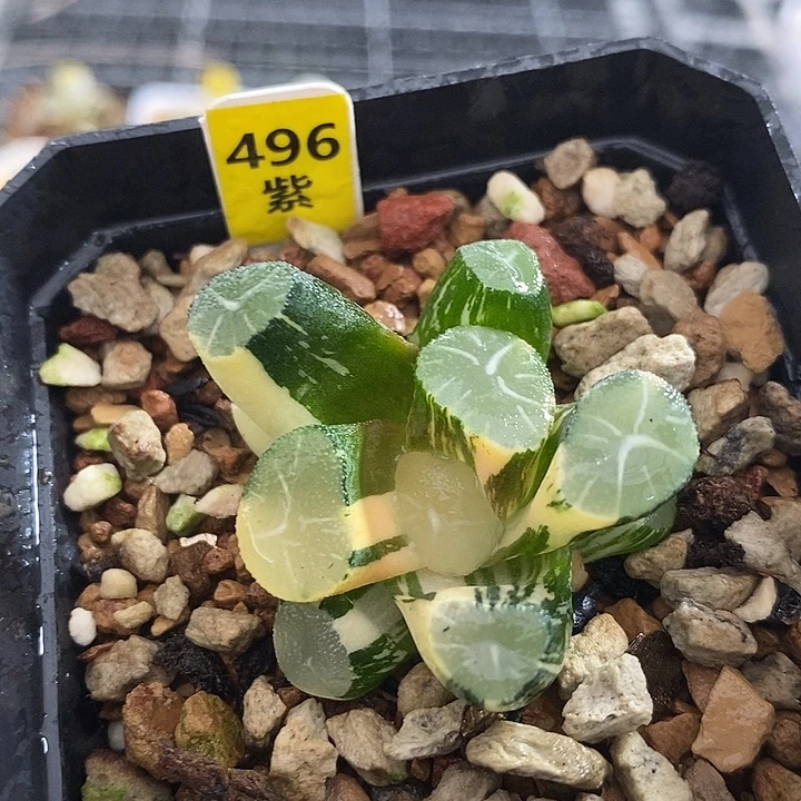 496玉龙万象一物一拍