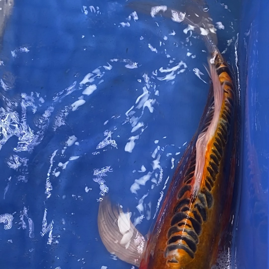 锦鲤冷水锦鲤包邮