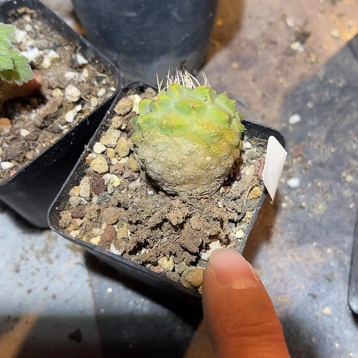 满38包邮2天凑单，脱土晾根发货多肉植物实生菊水